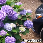 Meet papilover on ProveMyself